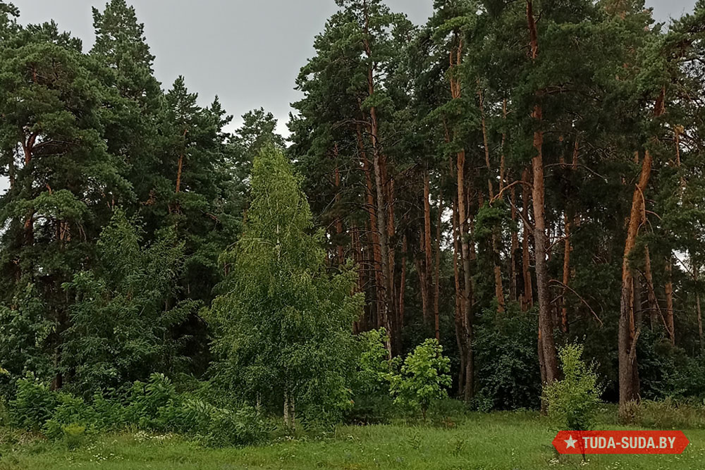 Лес в Беларуси