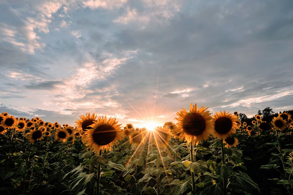 Искупаться не удастся: в конце лета — начало климатической осени Погода в Беларуси