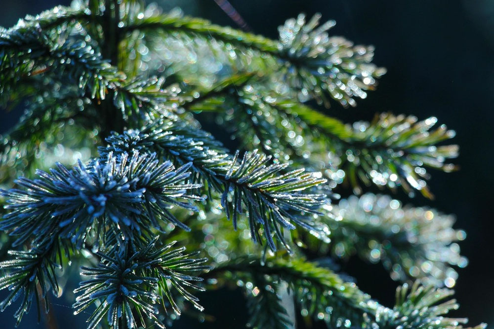 Вырубку елей будут отслеживать с помощью камер Вырубка елей