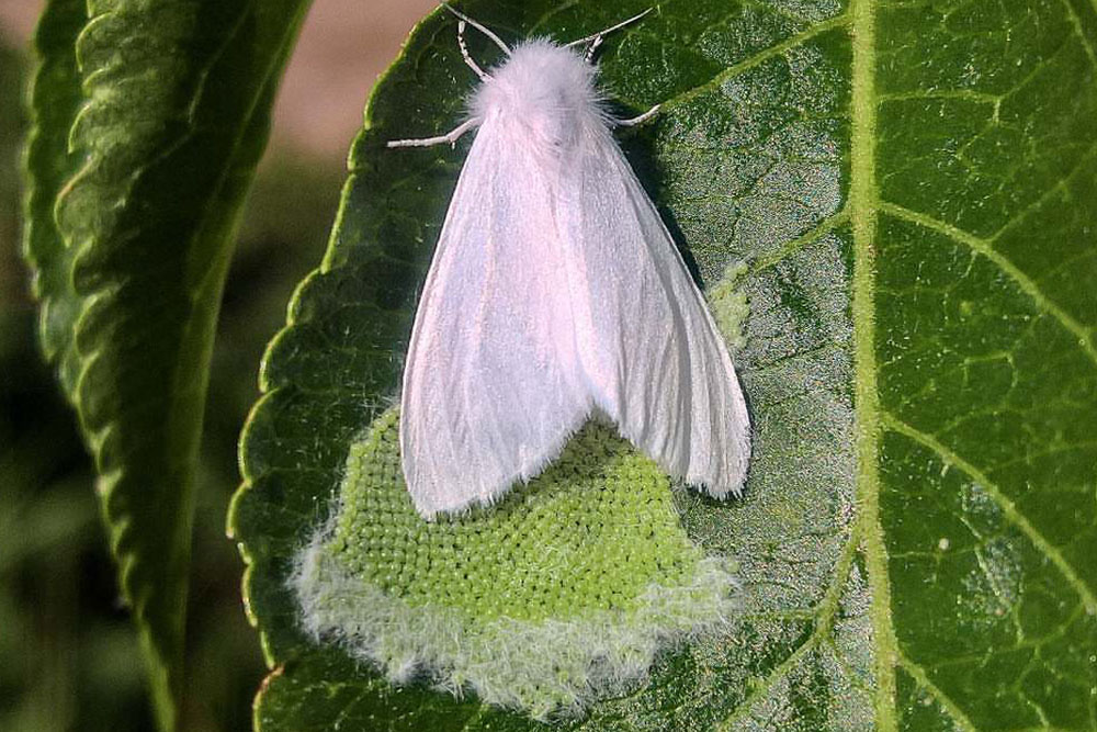 Американская белая бабочка