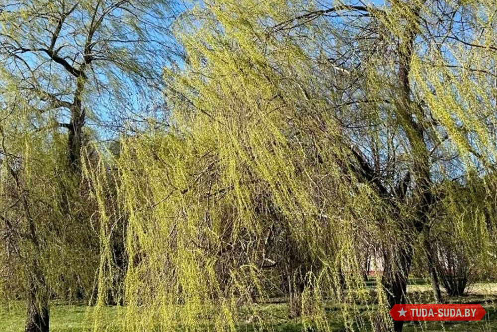 Весна обещает потеплеть на предстоящей неделе Погода в Беларуси