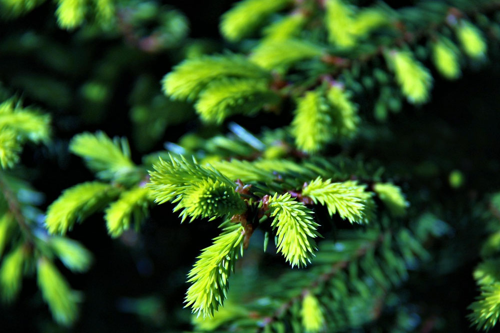 Утилизация новогодних елей