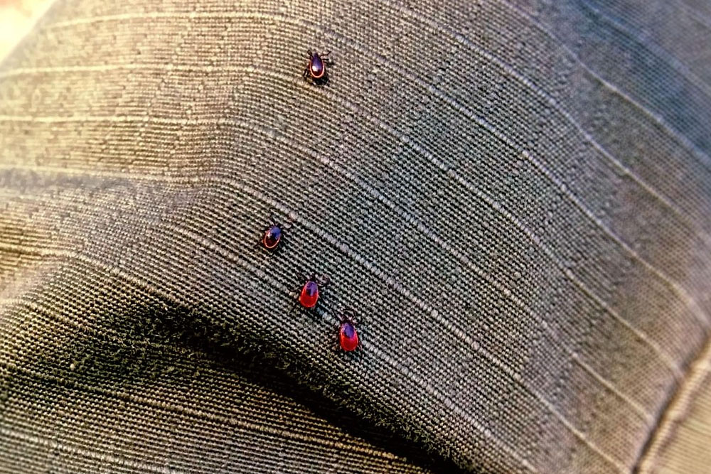 Здравствуй, солнце! Привет, клещ! Клещ